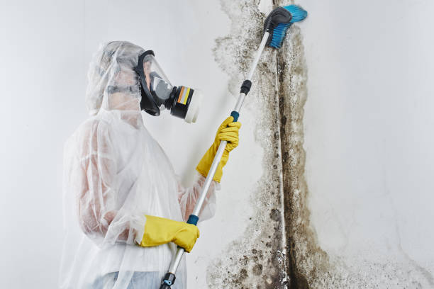 Best Toxic Mold Removal  in Linden, NJ