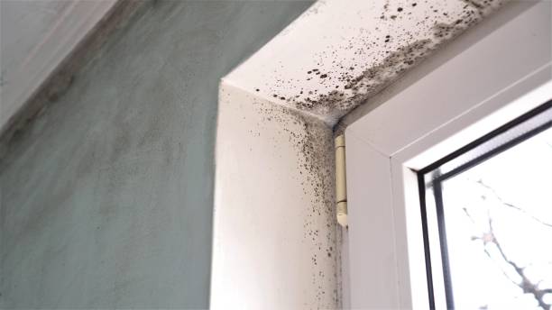 Best Best Mold Removal Companies  in Linden, NJ