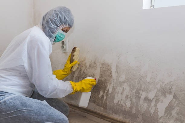 Best Mold Removal Near Me  in Linden, NJ