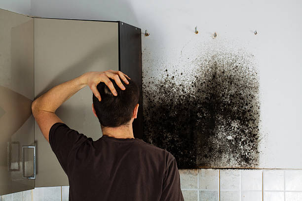 Office Mold Removal Services in Linden, NJ