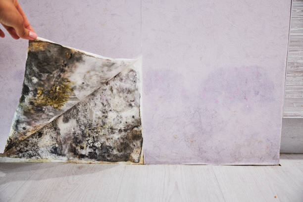 Best Professional Mold Removal  in Linden, NJ